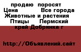 продаю  поросят  › Цена ­ 1 000 - Все города Животные и растения » Птицы   . Пермский край,Добрянка г.